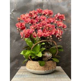 CHẬU LAN HỒ ĐIỆP ĐỎ 